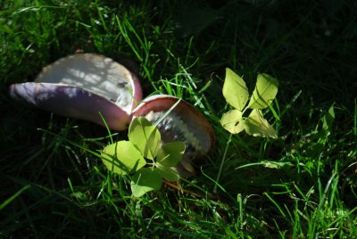 Akebia quinata - akébie pětičetná - podzimní lody a listy